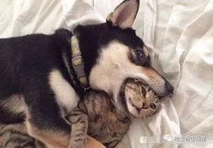 西安狗狗爆料事件最新进展